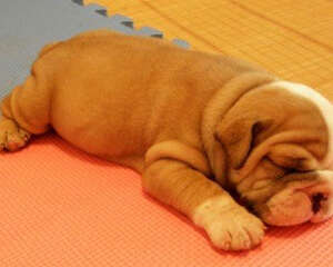 狗狗为什么喜欢刨地