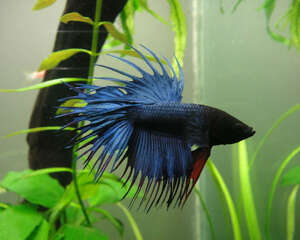 造景中石材的摆放