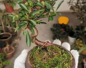 农村不起眼的树，挖一棵做盆景，立马提价200倍！