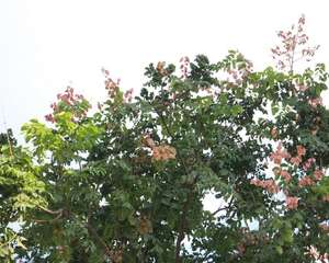 栾树的作用和价值