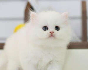 怎么解开猫咪身上的毛团