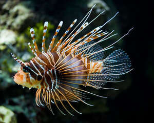 观赏鱼病的自然康复法