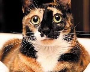 宠物猫之玳瑁猫品种介绍图片介绍