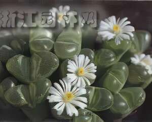 生石花（图）
