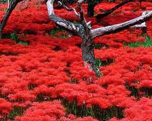 爱上你，就像是爱上了曼珠沙华