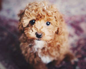 为什么贵宾犬这么受欢迎