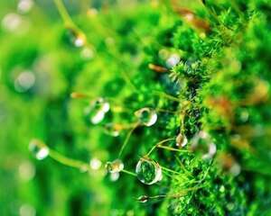 水培的一些个人经验–绿藻的问题