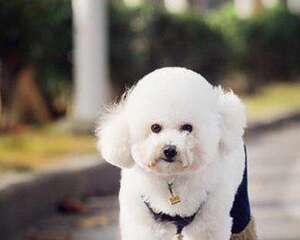 贵宾犬眼屎多可能是生病了