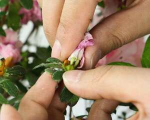 杜鹃花如何管理才能不枯萎，杜鹃花花后怎么管理