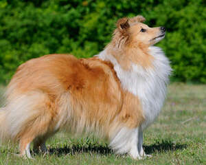 不同被毛的梳理方式