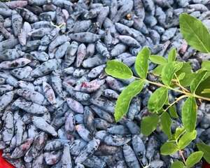 有院子的话，一定要种果树，果子甜、寓意好！