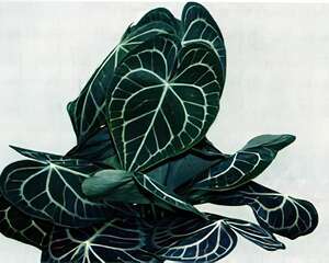 水晶花烛的栽培与管理（图）