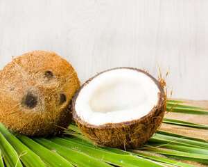 椰子怎么种植，可以盆栽吗