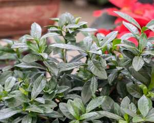 栀子花长白粉虱怎么办