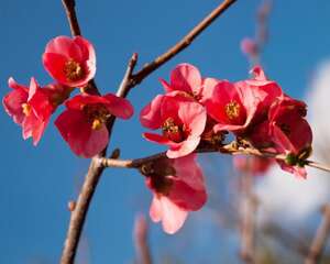 阳台盆栽木瓜的方法