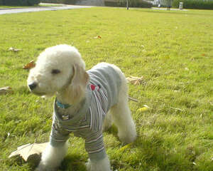 老年期的狗狗一定要锻炼吗