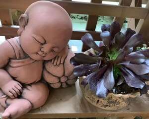 花盆里摆了它，更有趣、更新奇，邻居来了想搬走！