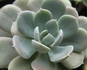 鲁氏石莲Echeveria runyonii