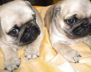 巴哥犬吃什么比较好