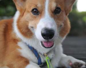 如何为狗狗挑选合适的狗粮