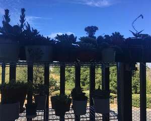 蜂鸟吸食玉蝶花蜜：终于被我拍到这人与自然和谐的一幕