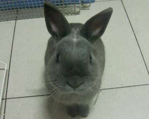 家兔肠道疾病的治疗方法