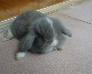 挑选宠物兔的十个要点