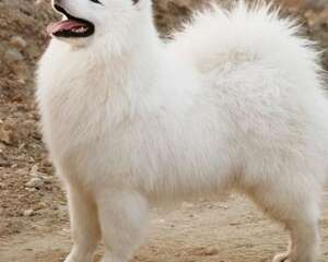 秋季别让狗狗太贪吃