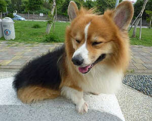 狗狗的听力怎么样