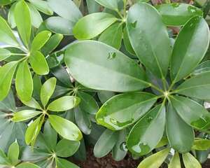 冬天养盆它，净化空气除异味，家里变氧吧！