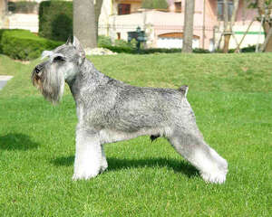 雪纳瑞犬(Schnauzer)品种介绍
