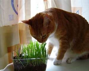 猫咪感染寄生虫的6个途径