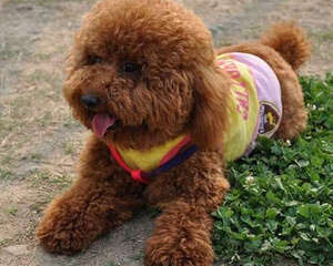 泰迪犬散步需要注意些什么