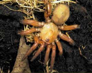 巴西啡黄的外形特点