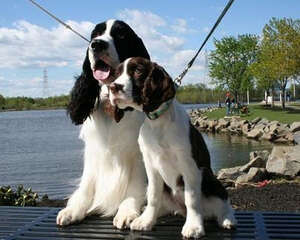 老龄犬饮食注意事项