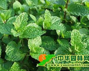 薄荷的栽种栽培方法和生活习性