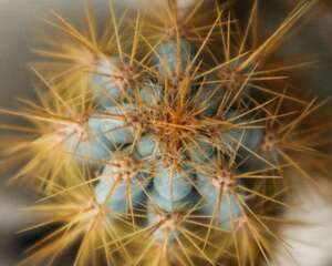 仙人球烂根的原因