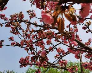 中国樱花开花时间，和日本樱花有什么区别