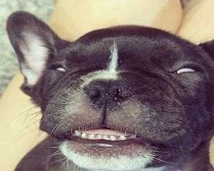 狗狗也会得低血糖吗？