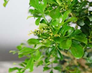 米兰花的养殖方法和注意事项