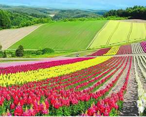 北海道花海