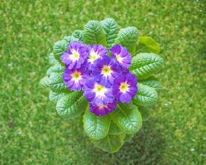 报春花什么时候开花