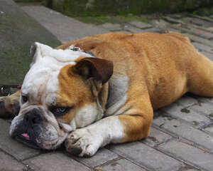 春季不要招惹狗狗