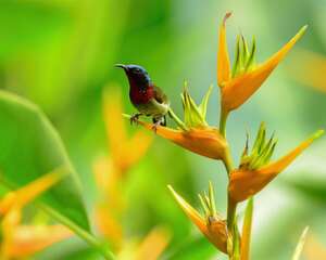 蝎尾蕉的繁殖方法
