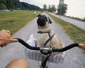 纯种八哥犬怎么辨别？纯种八哥犬识别