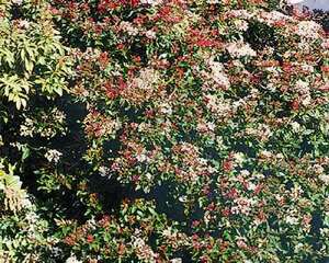 “泰尼斯”荚蒾