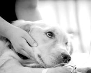犬瘟是怎么传染的