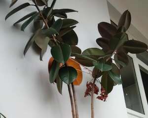 这花春天要打顶，独杆变成大伞盖，叶子挤满盆！