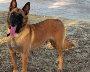 对付狗狗皮屑的方法