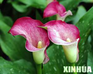 喜迎春节:年宵花卉选购栽培指南